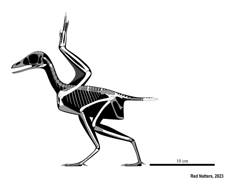 File:Fukuipteryx skeletal reconstruction.png