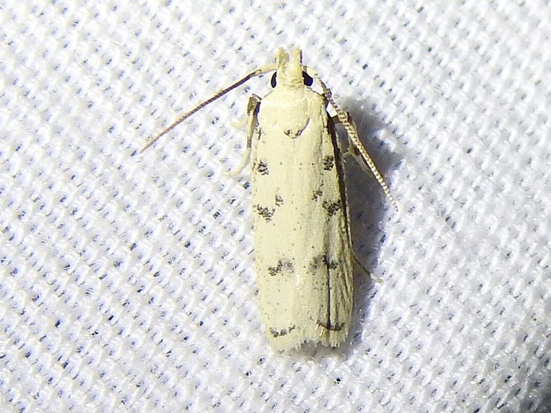 File:Glyphidocera lactiflosella.jpg