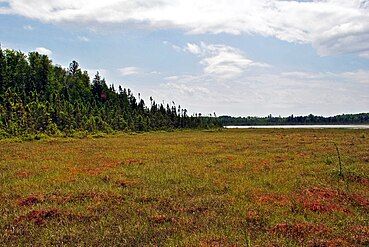 Wide, open bog mat on the northeast side of Grandma Lake