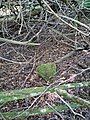 Gunters Stone, a possibly 14th century marker between Hampshire and Sussex, England, in Southleigh Forest near Havant.