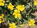 Helianthemum grandiflorum