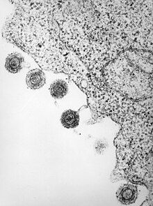 HHV-6 released from a lymphocyte which has been infected