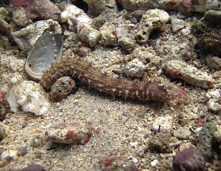 File:Holothuria impatiens Réunion.jpg