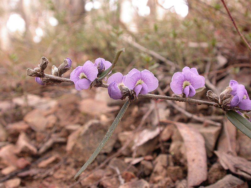 File:Hovea heterophylla (6069084538).jpg