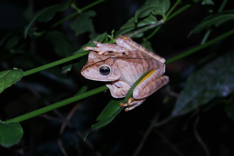 File:Hypsiboas faber (Sapo-martelo).jpg