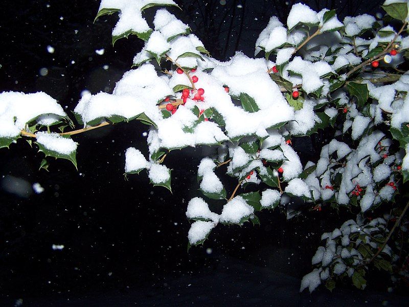 File:Ilex opaca winter.jpg