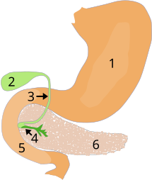 File:Illu pancrease-num.svg