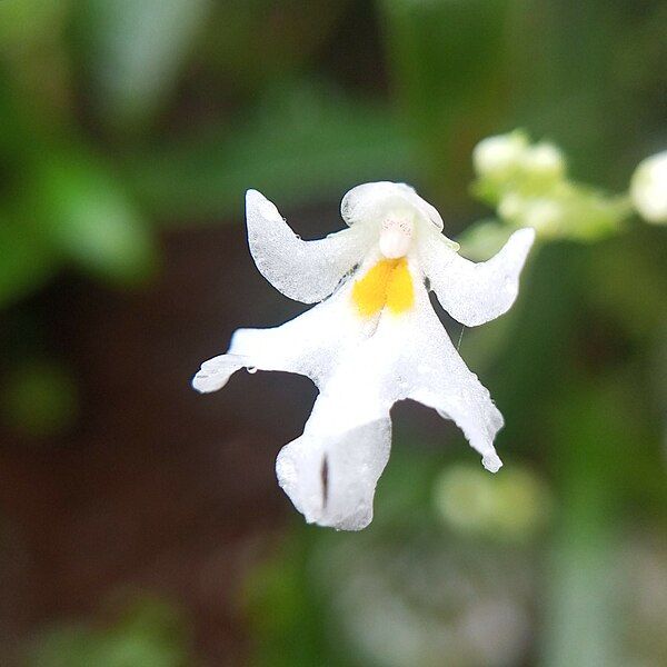 File:Impatiens stocksii 5.jpg