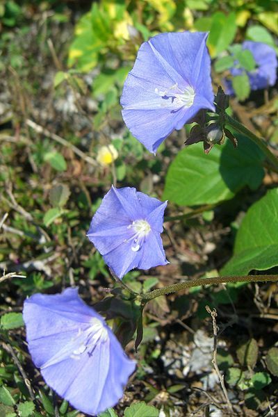 File:Jacquemontia pentanthos.jpg