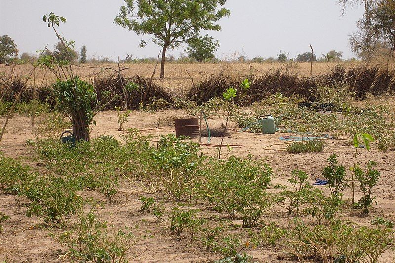 File:KaffrineAgroforestry.jpg