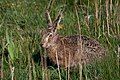 Lepus europaeus