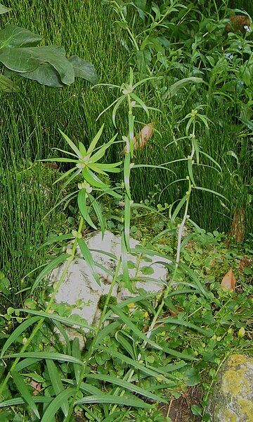 File:Lilium bulbiferum01.JPG