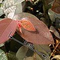 L. chinense var. rubrum leaves