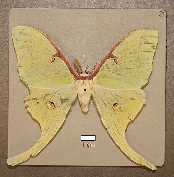 File:Luna Moth2.jpg