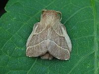 Lackey moth, Malacosoma neustrium