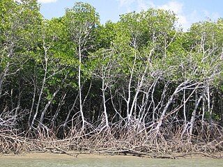 Mangrove roots