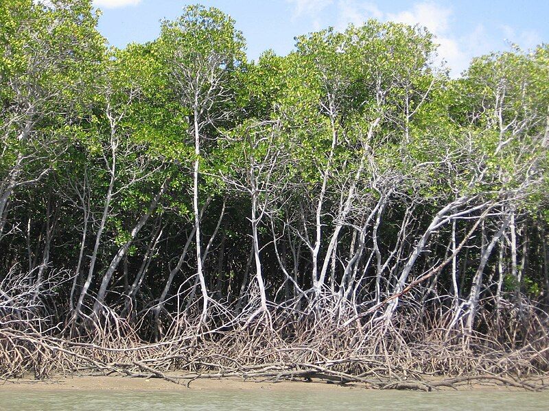 File:Mangrove roots 3.jpg