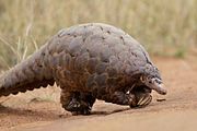 A ground pangolin walking with its forelegs slightly above the earth's surface in a horizontal manner rather than a vertical one