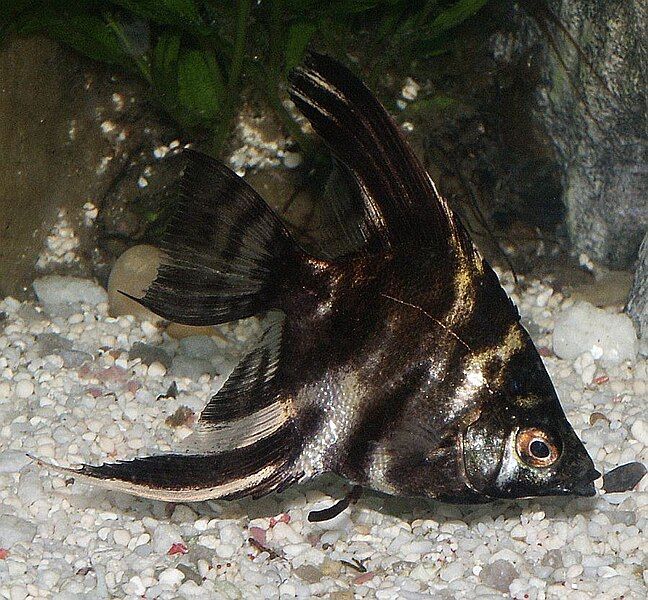 File:Marbled angelfish.jpg