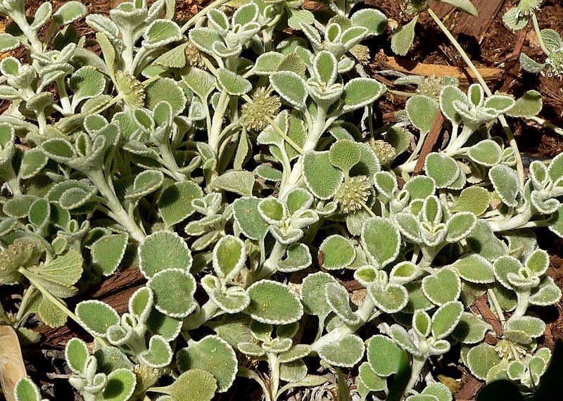 File:Marrubium rotundifolia.jpg