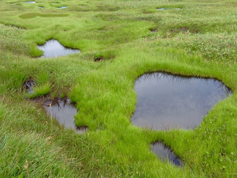 File:Midagahara Highland Bog.png