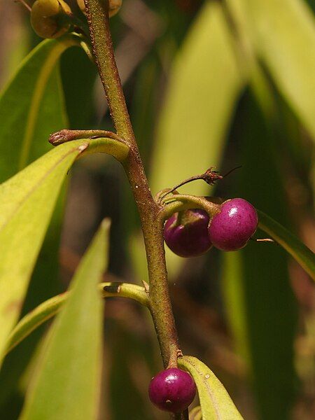 File:Myoporum montanum.jpg