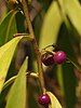 Fruits of Myoporum montanum