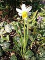 Narcissus 'Jack Snipe'