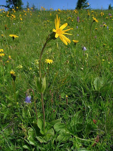 File:Nardetum Bestand.JPG