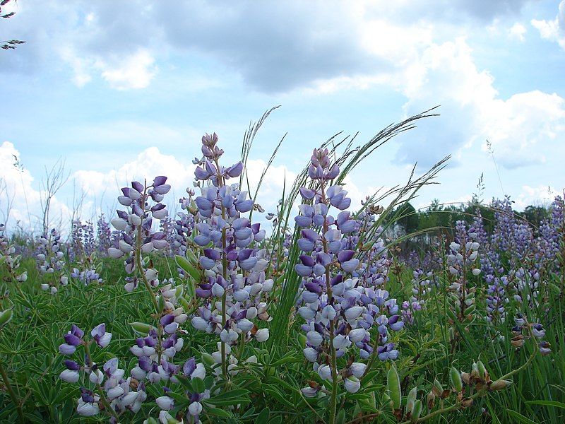 File:Necedah Lupine (5447887639).jpg