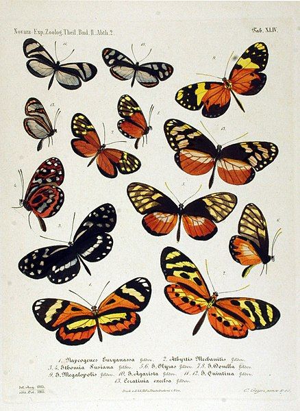 File:NovaraExpZoologischeTheilLepidopteraAtlasTaf44.jpg