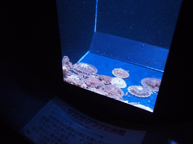 File:Oga Aquarium 17.jpg