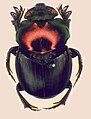 Onthophagus imperator