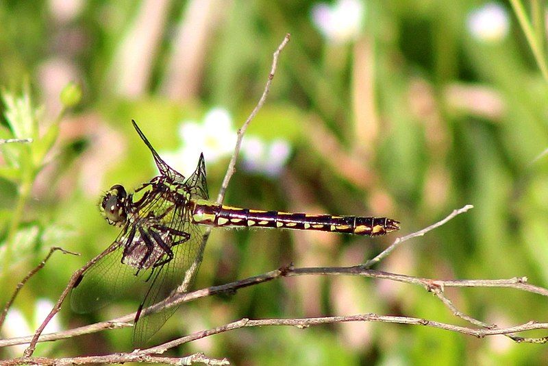 File:Ophiogomphus mainensis 19893434.jpg