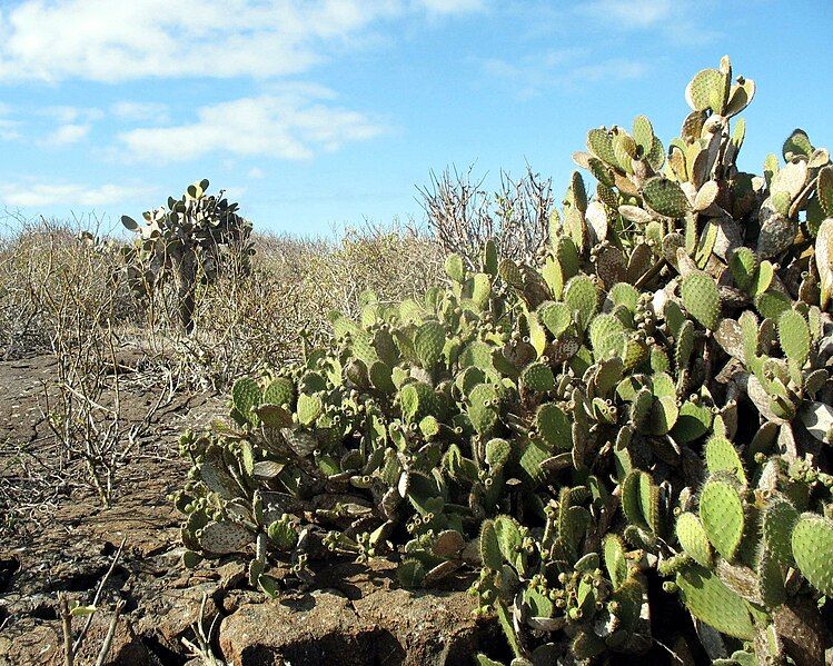 File:Opuntia helleri.JPG