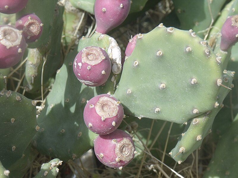 File:Opuntia stricta fruit.jpg