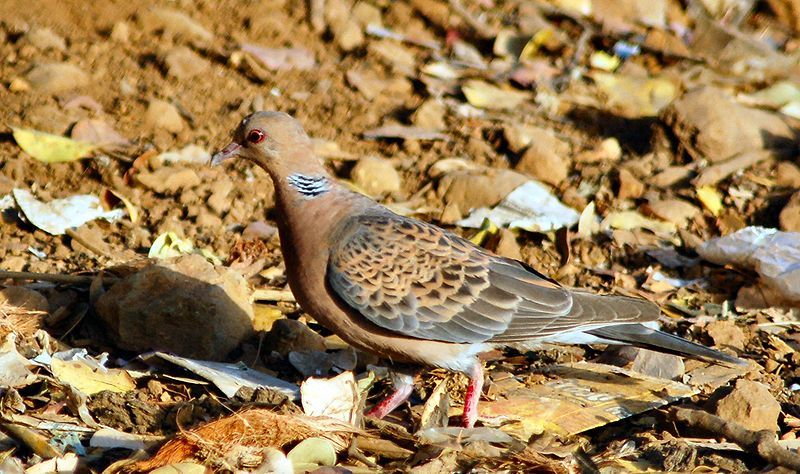 File:Orientalturtledove.JPG