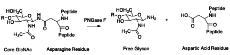 File:PNGaseF Mechanism.png