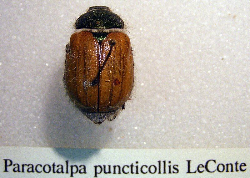 File:Paracotalpa puncticollis sjh.jpg