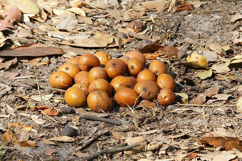 File:Parinari curatellifolia (fruit).jpg