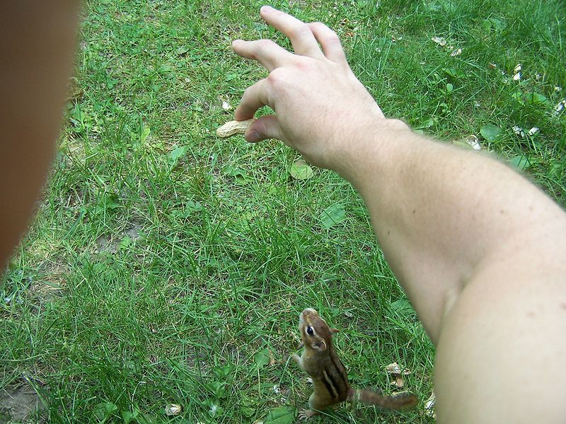 File:Peanut dance.jpg