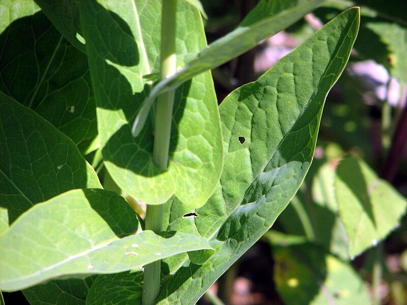 File:Peltaria alliacea4.JPG