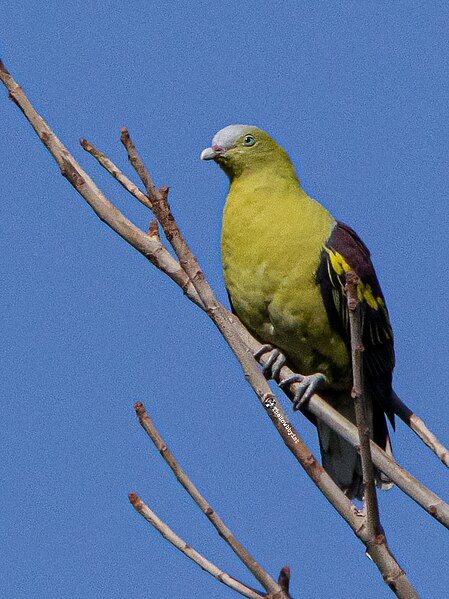 File:PhilippineGreenPigeon1.jpg