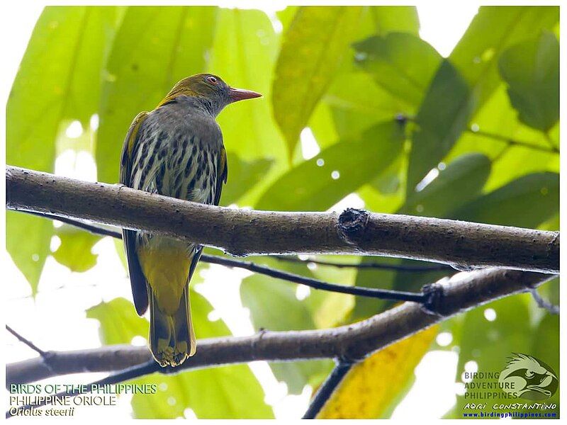 File:Philippine Oriole.jpg