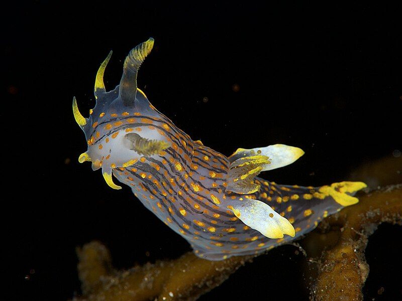 File:Polycera-quadrilineata.jpg