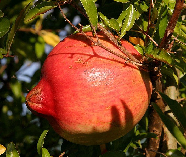 File:Pomegranate fruit.jpg