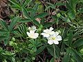 Potentilla alba close-up