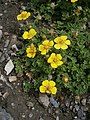 Potentilla ambigua