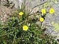 Potentilla grandiflora