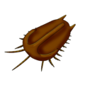 Primicaris